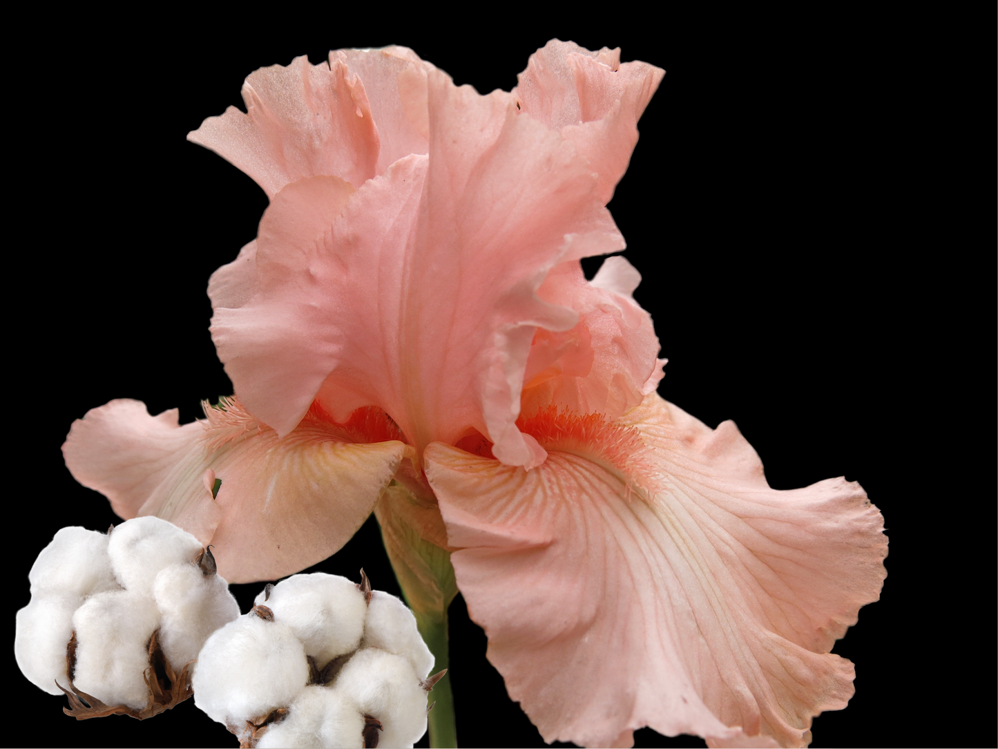 COTTON AND IRIS ROOM SPRAY