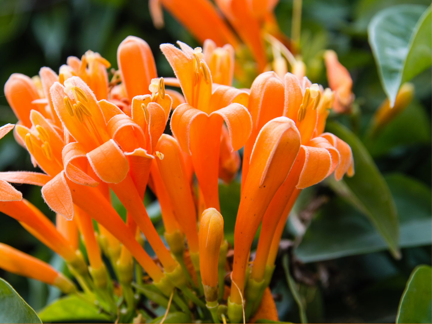 HONEYSUCKLE JASMINE ROOM SPRAY *POPULAR*