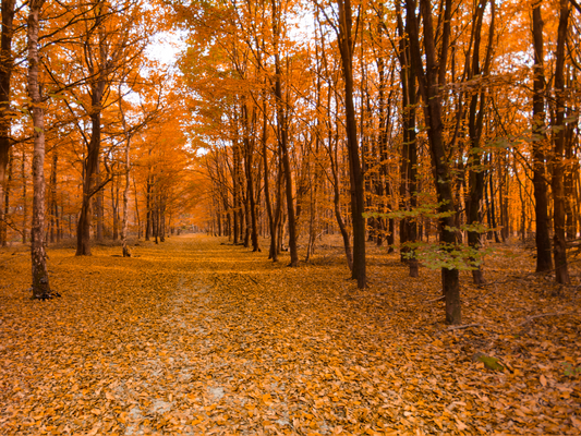 FALLING LEAVES ROOM SPRAY