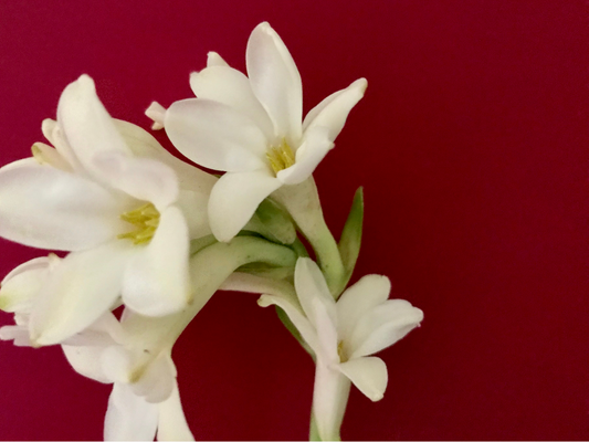 GARDENA TUBEROSE ROOM SPRAY