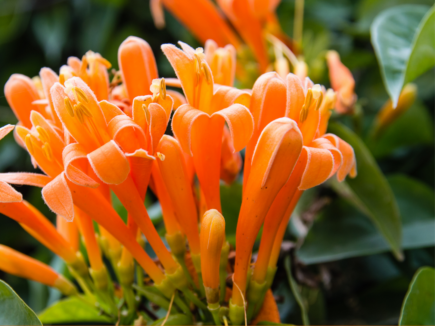 HONEYSUCKLE JASMINE ROOM SPRAY  *POPULAR*