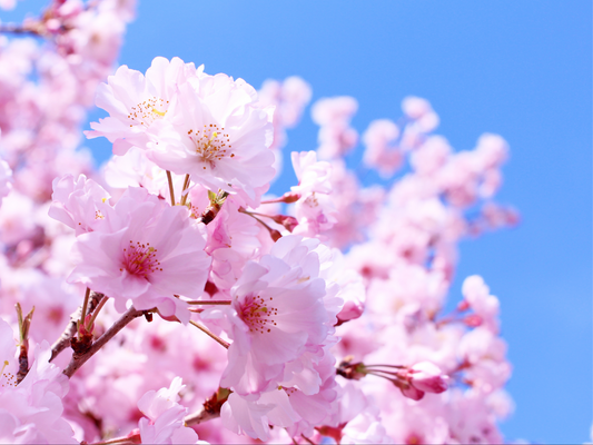 J CHERRY BLOSSOM ROOM SPRAY (INSPIRED BY JAPANESE CHERRY BLOSSOM)