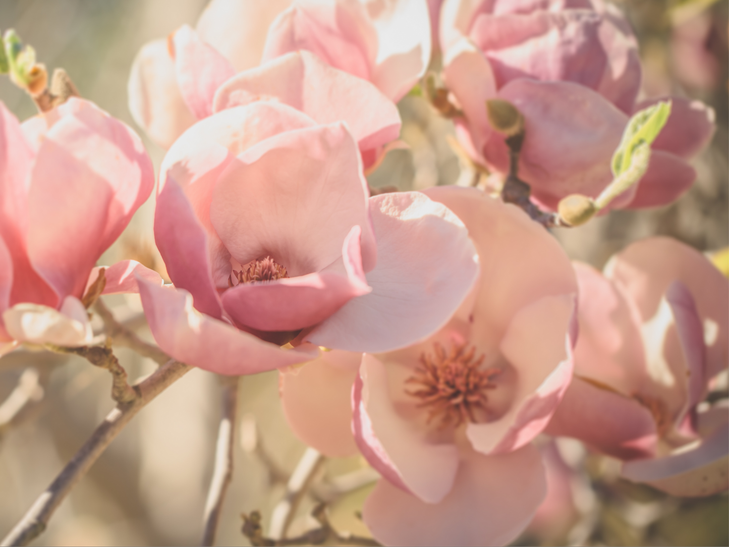 MAGNOLIA AND PEONY ROOM SPRAY