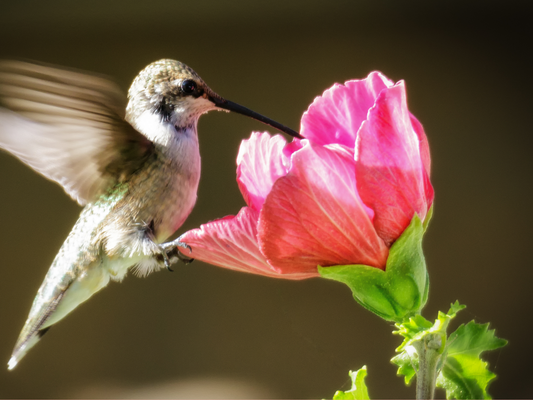 MOONFLOWER NECTAR ROOM SPRAY