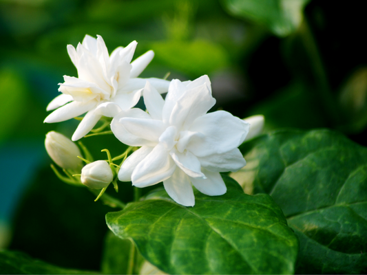 NEROLI AND WHITE JASMINE ROOM SPRAY